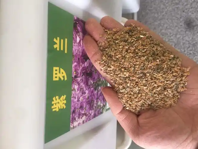 紫罗兰种子室内外花种子紫罗兰花卉种子四季播种香料种子包邮