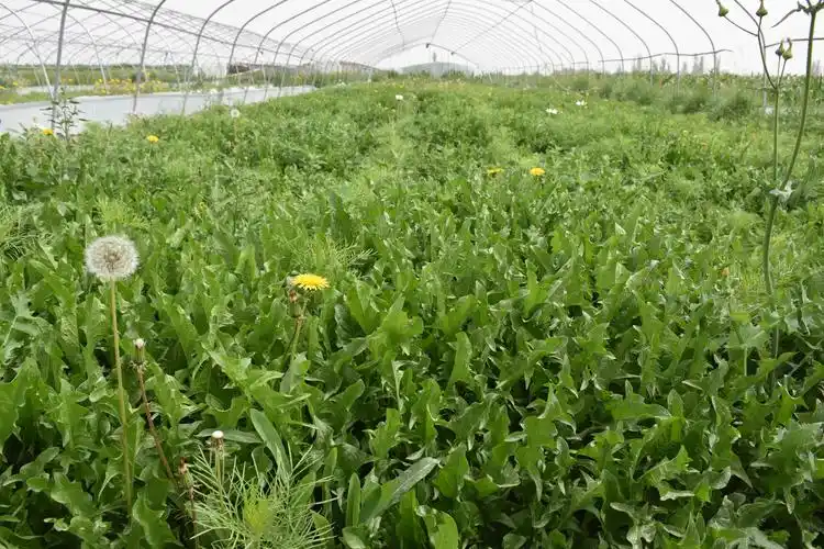 周凤霞种植的野菜