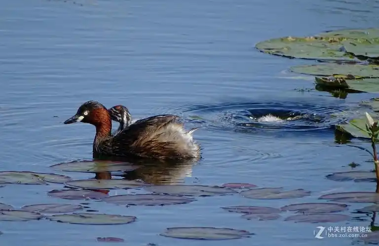 小水鸡子母子情