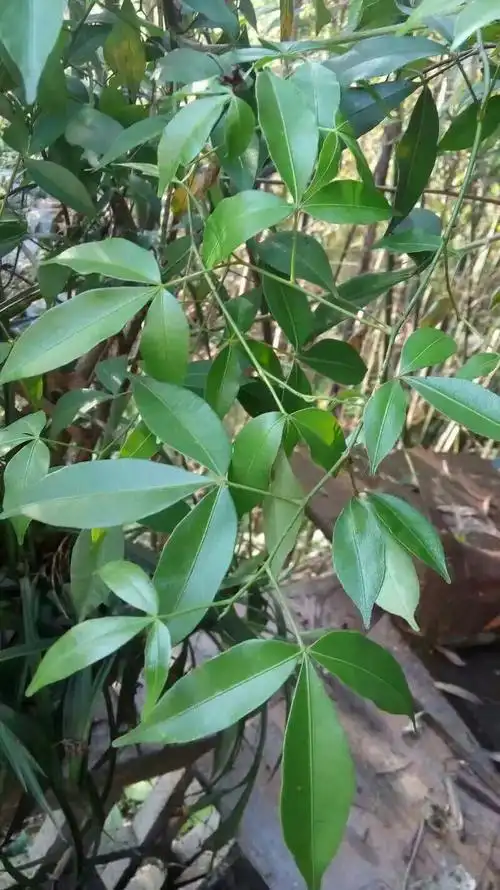 其它 土家医常用草药图谱(湘西俗名)(一) 三月萢 八月瓜