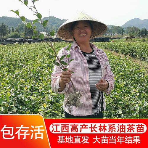 (亏本价50棵装)高产嫁接油茶苗长林系列中大果茶子树苗油茶籽苗