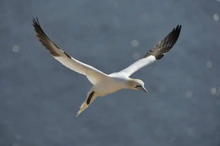 朦胧,模糊,飞行,光线,翅膀,鸟类,影子,河水,景观,水流,翱翔,飞,一只