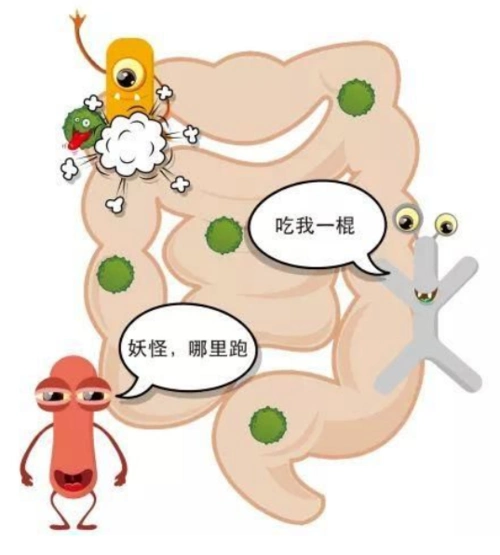 肠道的士兵-益生菌