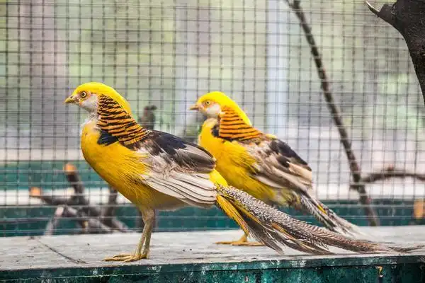 郑州动物园添新宠黄腹锦鸡