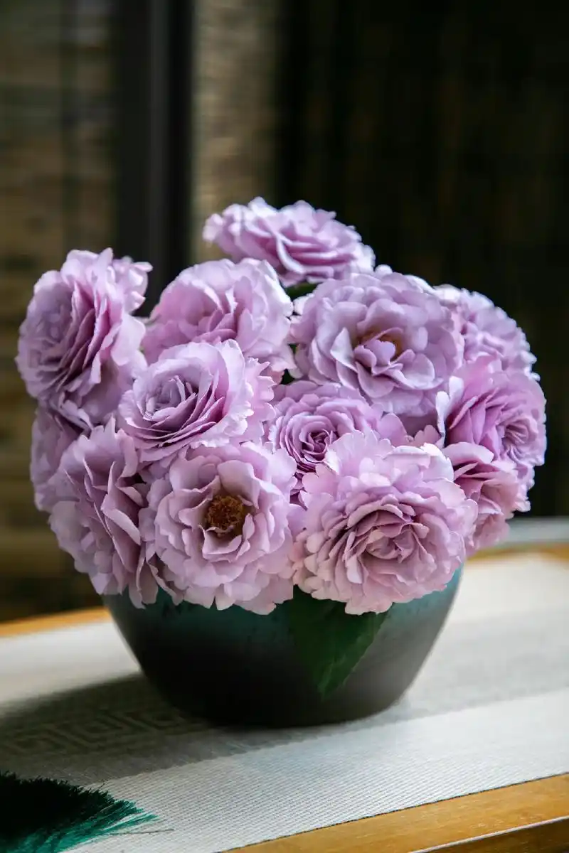 缤纷玫瑰紫萝裙,香,好开,不垂头,开花整齐,花型好#月季 # - 抖音