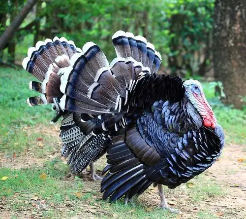 供应大厅  禽畜肉蛋  鸡苗 商品属性 品种名:火鸡苗 单只重:0.