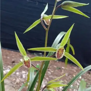 大叶青花红斑舌开得好精神
