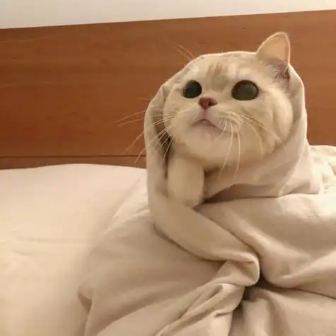 猫猫情侣头像情侣头像情头猫猫头像宠物头像