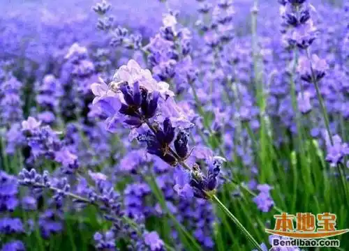 清远薰衣草世界几月份去最好看呢