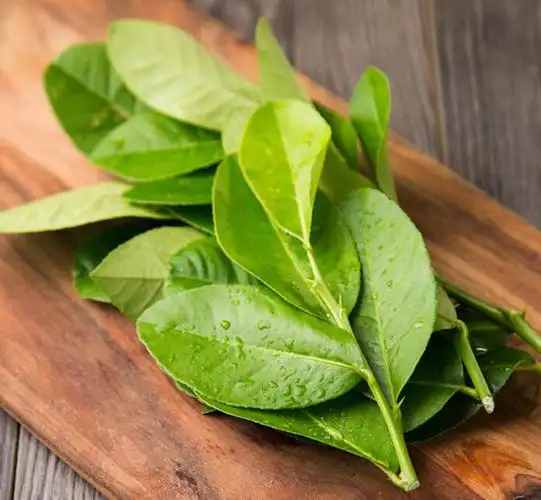 柠檬叶250g毛里橙叶新鲜蔬菜as