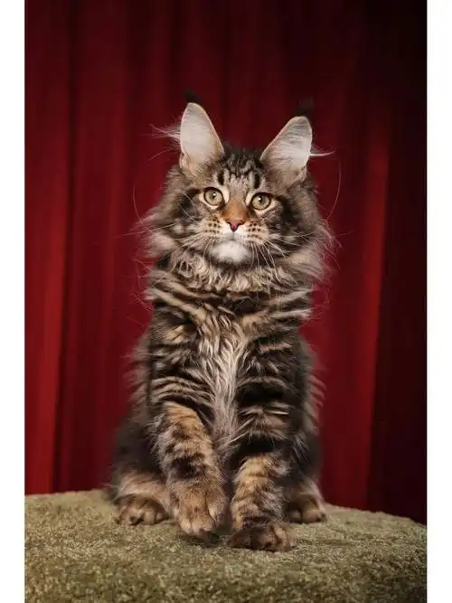 棕虎斑缅因弟弟找新家