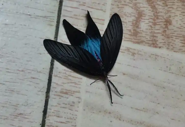 请问这是蝴蝶还是飞蛾?蓝黑色很漂亮!像个树叶
