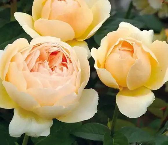 无名的裘德蔷薇月季欧洲大花月季