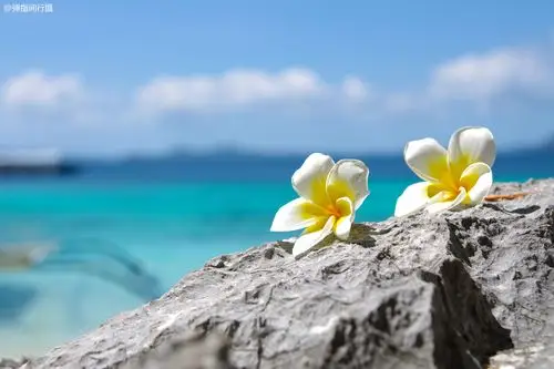 原创菲律宾无人海岛鸡蛋花常年盛放如浪漫唯美的遗世仙境