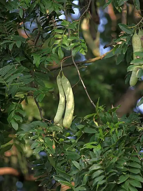 皂荚,渐渐被人们遗忘的超一流传统天然植物洗护方式
