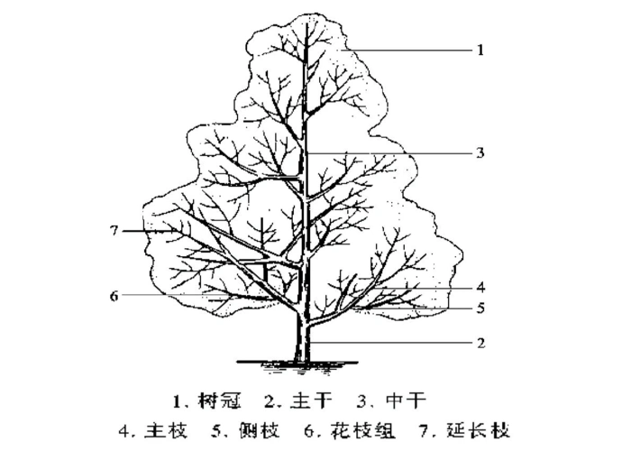 园林树木的养护管理
