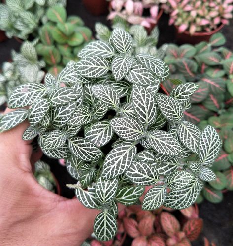 白天使网纹草植物盆栽 四季常绿 多年生