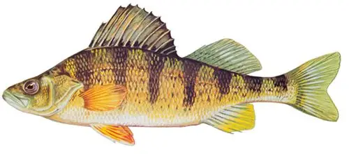 yellow perch