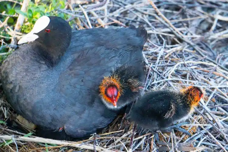 巜白头水鸡》的一家