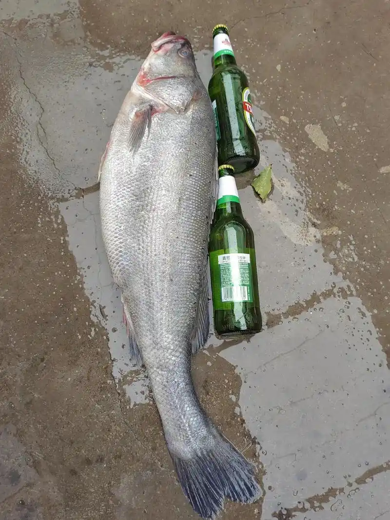 今天大哥出海钓了十斤野生海鲈正好祝福我们老传统腊八节快乐也是