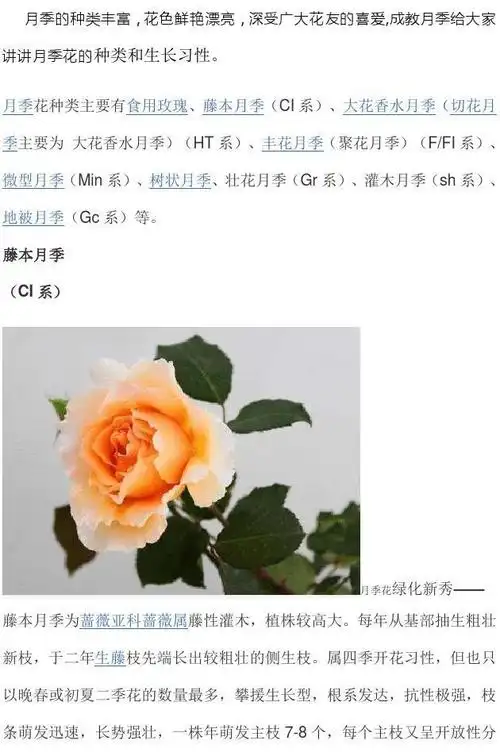 月季花种类和生长习性