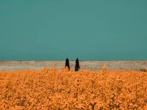 lr灵感图集|ins爆火的青橙色质感照片