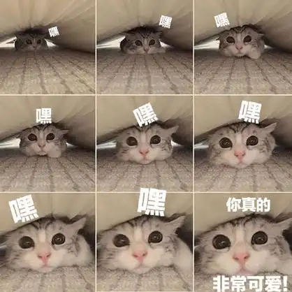 猫猫表情包你今天也很可爱哦