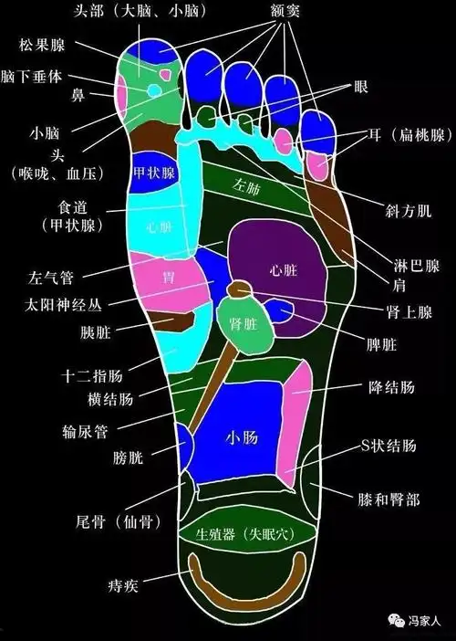 右脚反射区:肝胆阑尾肠道保健区