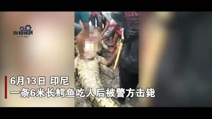 印尼一条6米长鳄鱼,吃人后被警方捕杀,在其腹中发现被害人四肢