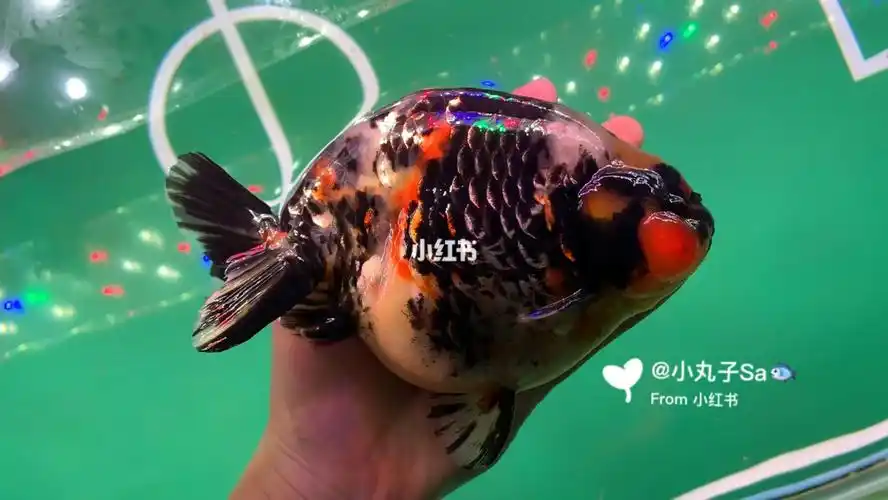 兰寿之重色漂染系