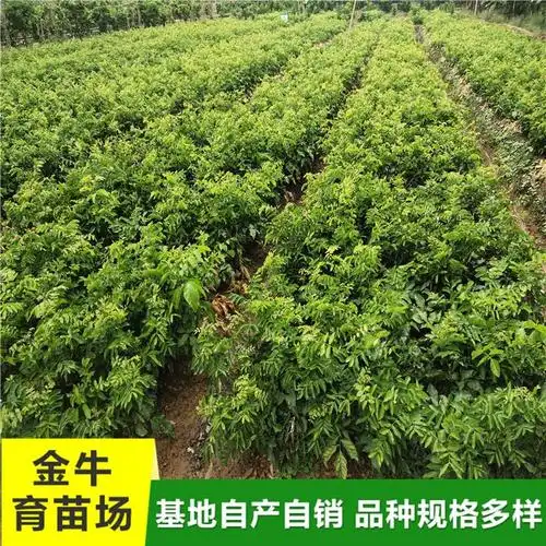 广东大量供应紫肉黄皮果苗金牛育苗场技术指导硕果累累