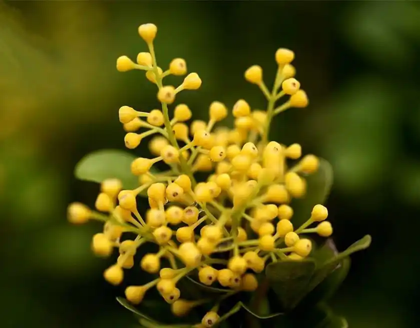 养好米兰花,做好这"几点",花多味香花色金黄,花期更长