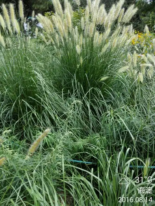 此禾本科植物叫什么?