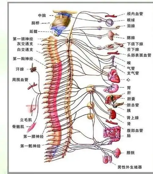 腰椎|胸椎_网易订阅