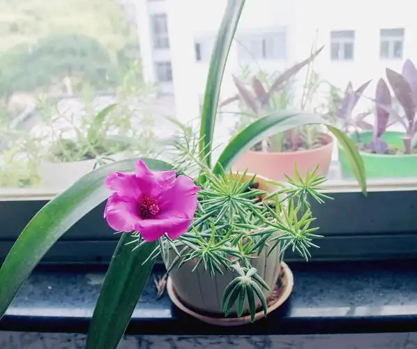 养在阳台上的花