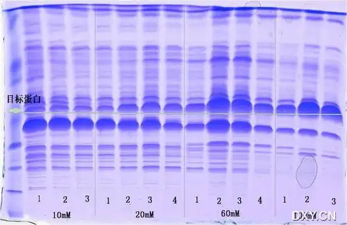 【求助】纯化his-tag 蛋白 不同咪唑浓度梯度洗脱 蛋白电泳图