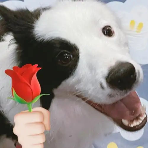 讨论想求一个小狗手拿玫瑰花的表情