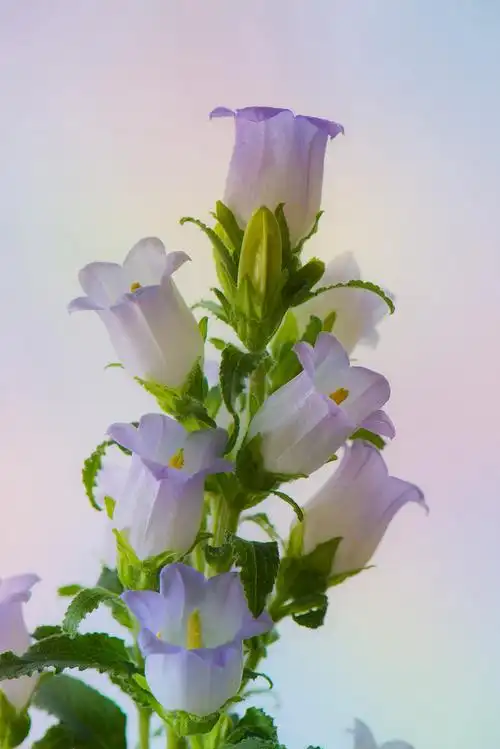 风铃花 - 锦绣祥兰 - 图虫