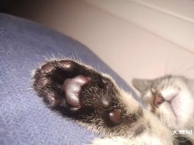 你们猜这个是猫爪还是狗爪