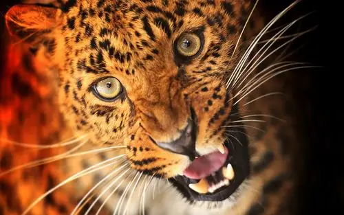 动物豹,脸,眼睛,獠牙 壁纸 - 1920x1200