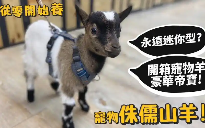 搬运咩快乐吸羊宠物侏儒山羊永远迷你型开箱宠物羊豪宅帝宝迷你羊德爷