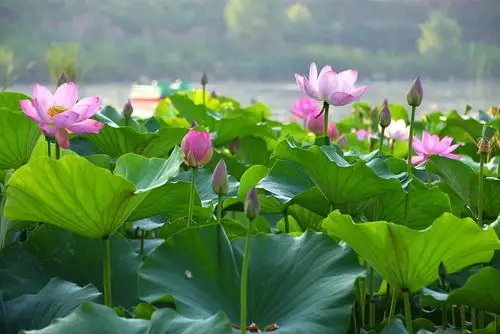 夏日池塘荷花开