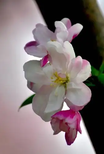 玉棠富贵海棠花