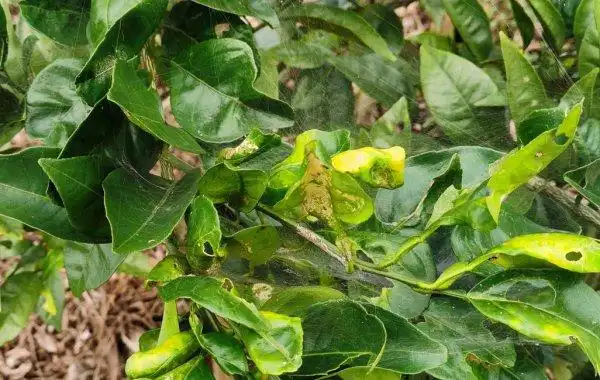 柑橘黄龙病有哪些表现症状?