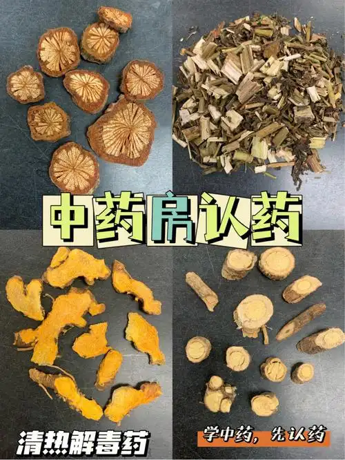 学中药先认药大血藤败酱草射干山豆根