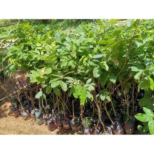 德华当年苗七号红毛丹 七号红毛丹批发基地 带土发货七号红毛丹