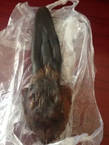 这是什么动物的鞭