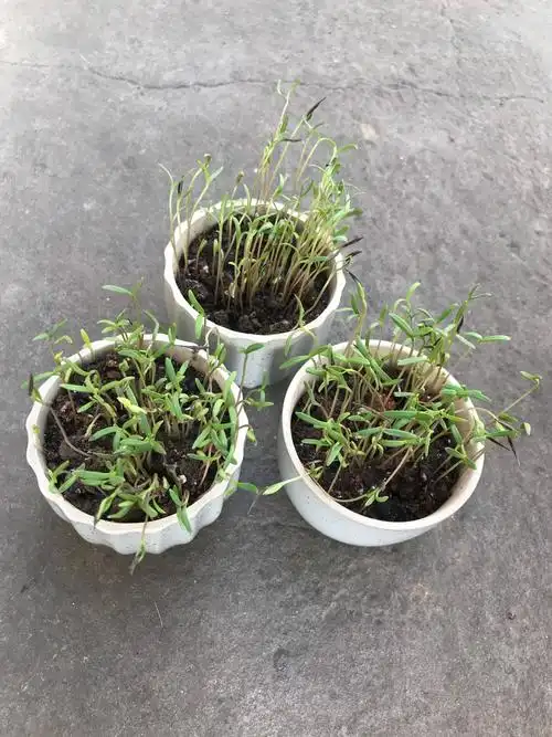 五(一)班 刘赵然 含苞待放的格桑花