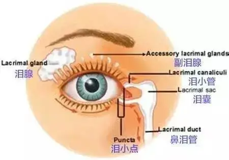 正常时泪腺所分泌的少量透明含盐溶液,弥散于眼球与眼睑之间,其组成中