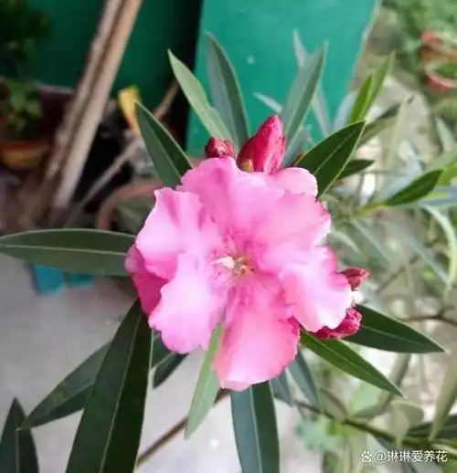 夹竹桃也叫做欧洲夹竹桃,顾名思义,他是从欧洲来到我国的,前些年作为